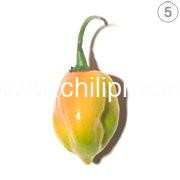 5 Habanero Pepper 5 Habañero Pepper